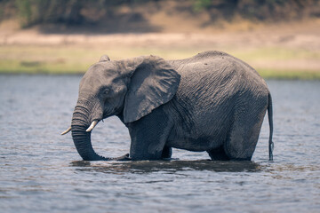 Fototapeta na wymiar African elephant stands in river near bank