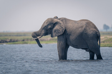 Fototapeta na wymiar African elephant stands in shallows twisting trunk