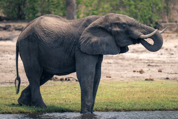 African elephant drinks from river using trunk
