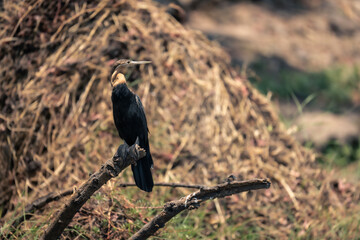 Fototapeta premium African darter turns head on dead branch