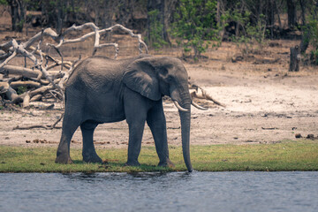 African elephant drinks from river near trees