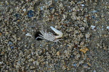 Uca lactea（清白招潮蟹）は、一般的にはフィドラークラブとして知られる、白扇潮招蟹の一種です。