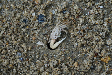 Uca lactea|Fiddler crab|清白招潮蟹|白扇潮招蟹