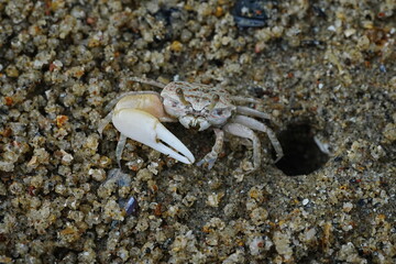 
Uca lactea（清白招潮蟹）は、一般的にはフィドラークラブとして知られる、白扇潮招蟹の一種です。