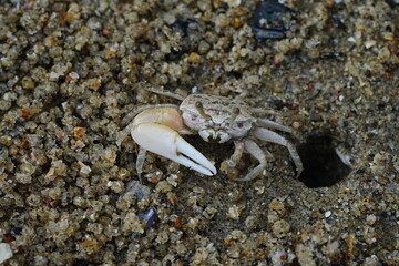 Uca lactea|Fiddler crab|清白招潮蟹|白扇潮招蟹