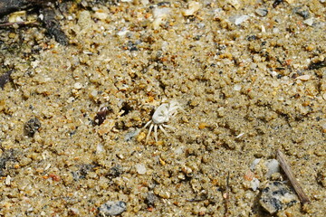 The Atlantic ghost crab, known scientifically as Ocypode quadrata, is a small to medium-sized species of crab found along the Atlantic coastlines of North and South America. |大西洋幽靈蟹