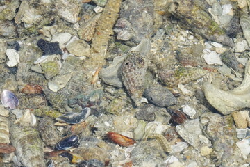The plain creeper snail, scientifically known as Crepipatella dilatata, is a species of marine snail found along the coasts of South America, particularly in the waters around Chile and Argentina. 