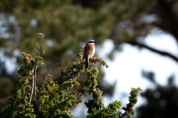 Neuntöter (Männchen)