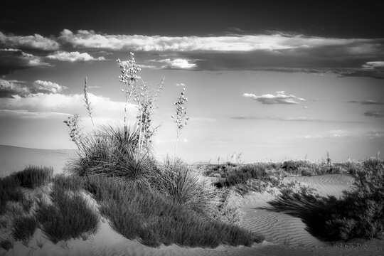Horizon Dunes 4