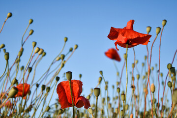 Czerwone maki, makówki, kwiaty polne, maki na łące. Red poppies, poppies, field flowers, poppies...