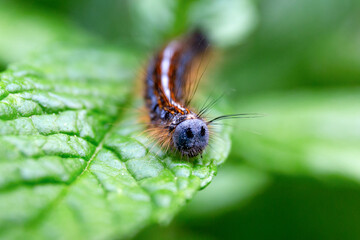 la Livrée des Arbres ou Bombyx à Bague ou à Livrée