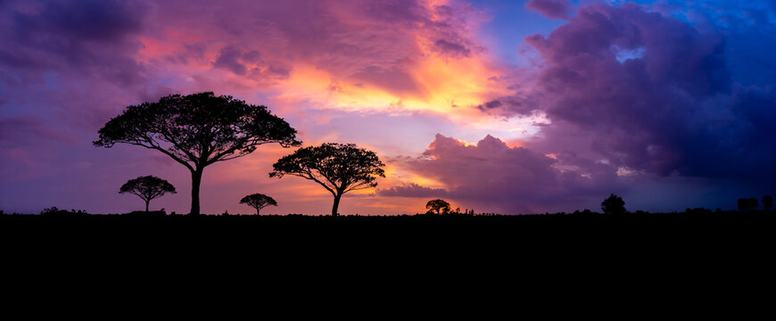 Panoramic tree silhouette in Africa with sunset, tree silhouette with sun Dark trees on open field, dramatic sunset, typical african sunset