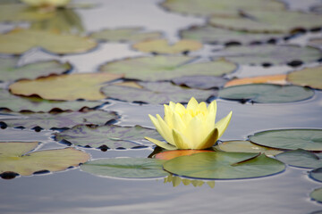 Closeup blooming water lilies or lotus flower, with reflecting on the water. Beautiful water plant with reflection in a pond.

