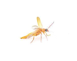 Flat Oak Borer beetle - Smodicum cucujiforme - small medium size destructive pest of Longhorned beetle that destroy wood during their larval stage.  Isolated on white background in flight flying view