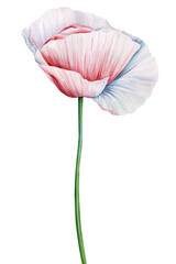 Watercolor poppies, leaves and buds on white background. Colorful flowers, floral set elements. Botanical illustration 