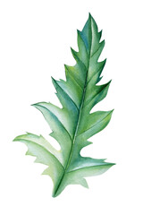 Watercolor poppy green leaves  on white background.  floral set element. Botanical illustration 