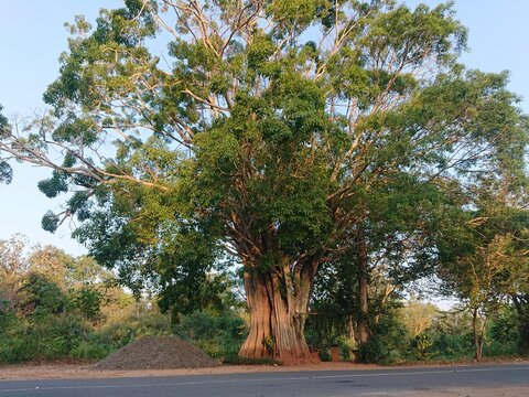 big nuga tree