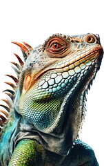 Iguana green portrait, PNG background