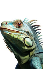 Fototapeta premium Iguana green portrait, PNG background