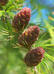 evergreen cones on a green background - 613913024