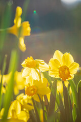 Yellow daffodils in the garden