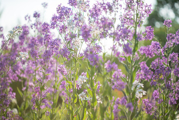 Obraz premium lunaria flowers in the garden