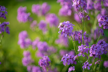 lunaria flowers in the garden