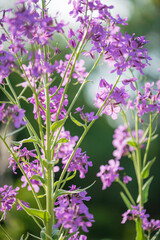 Obraz premium lunaria flowers in the garden