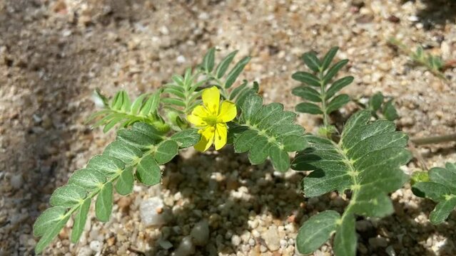 Tribulus Terrestris | Close-up