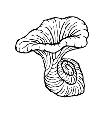 chanterelle mushrooms with a snail spiral