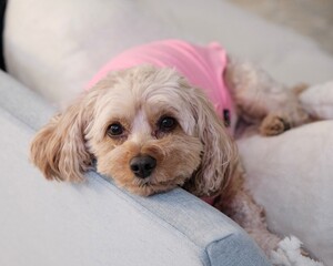 Cavapoo in a Pink Onesie