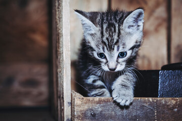 Portrait d'un adorable petit chaton rayé tigré aux yeux bleus