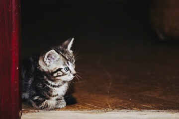 Portrait d'un adorable petit chaton rayé tigré aux yeux bleus