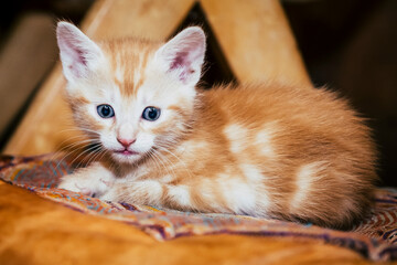 Portrait d'un mignon petit chaton tigré roux aux yeux bleus