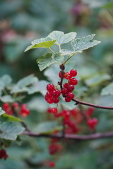Johannisbeeren strauch