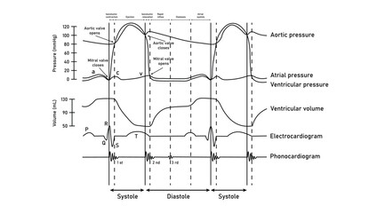 Wiggers diagram of the left side of the heart. The cardiac cycle. Graph on pressure changes in the heart. Resources for teachers and students. Vector illustration isolated on white background.