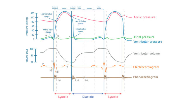 Wiggers diagram of the left side of the heart. The cardiac cycle. Graph on pressure changes in the heart. Resources for teachers and students. Vector illustration isolated on white background.