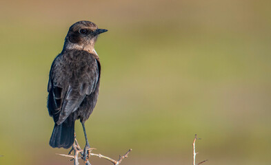 Immature ant-eating chat (Myrmecocichla formicivora) perched on a thorn bush, Addo Elephant Park, Eastern Cape, South Africa.
