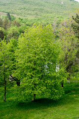 forest in the morning