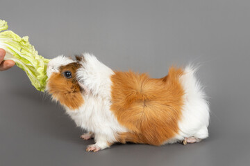 Guinea pig rosette on a gray background. Fluffy rodent guinea pig eating cabbage on colored background