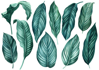 Set dark green tropical leaves isolated white background, watercolor illustration, jungle design plants. Leaf collection