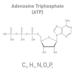 Chemical structure of Adenosine triphosphate (ATP) (C10H16N5O13P3). adenine ribose and three phosphate groups. Chemical resources for teachers and students. Vector illustration.