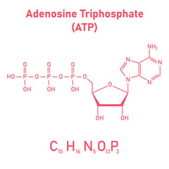 Chemical structure of Adenosine triphosphate (ATP) (C10H16N5O13P3). adenine ribose and three phosphate groups. Chemical resources for teachers and students. Vector illustration.