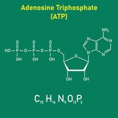 Fototapeta premium Chemical structure of Adenosine triphosphate (ATP) (C10H16N5O13P3). adenine ribose and three phosphate groups. Chemical resources for teachers and students. Vector illustration.
