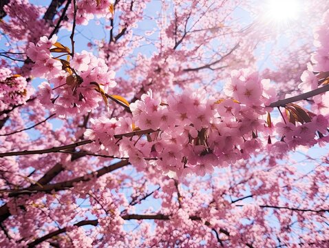 Japanese Cherry Blossom at Peak Bloom - AI Generated