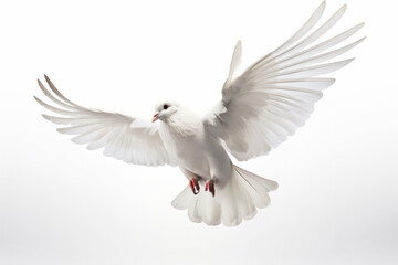 Obraz premium Watch in awe as this majestic white bird takes flight, its wings spread wide and talons ready for the hunt. AI Generative.