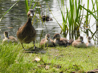 Mother wood duck with her many chicks along the river's edge