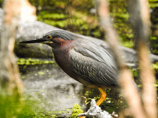 Elusive Green Heron in stealth mode at the lake slowly and patiently waiting for its prey