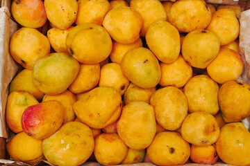 fresh mangoes and marillos