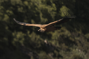 Silhouetted against the expansive sky, a vulture soars with graceful wings outstretched, casting its watchful gaze over the deep majestic canyon below